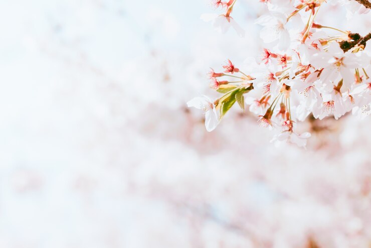 Photo 春の満開の美しい桜