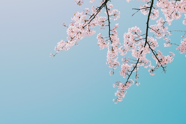 Beautiful cherry blossom in full bloom in springtime