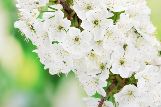 Beautiful cherry blossom on green background