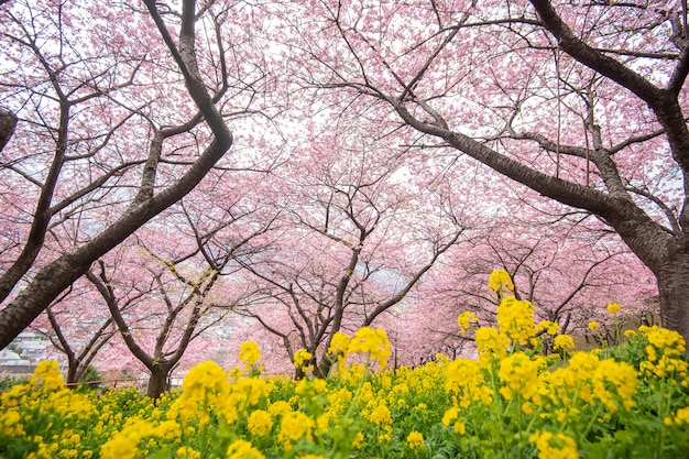 写真 松田の美しい桜