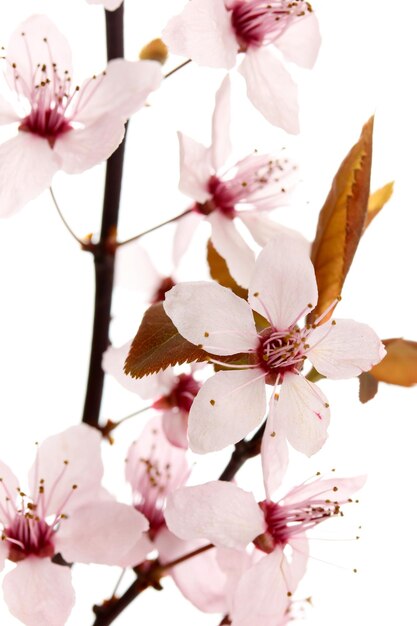 Foto bellissimo fiore di ciliegio isolato su bianco