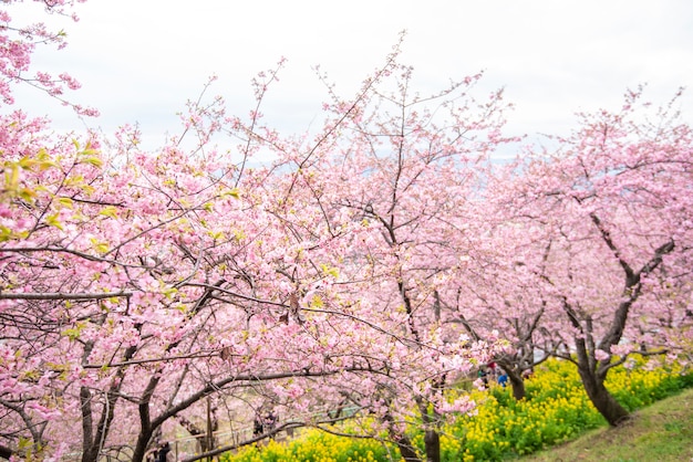 Photo beautiful cherry blossom in matsuda , japan