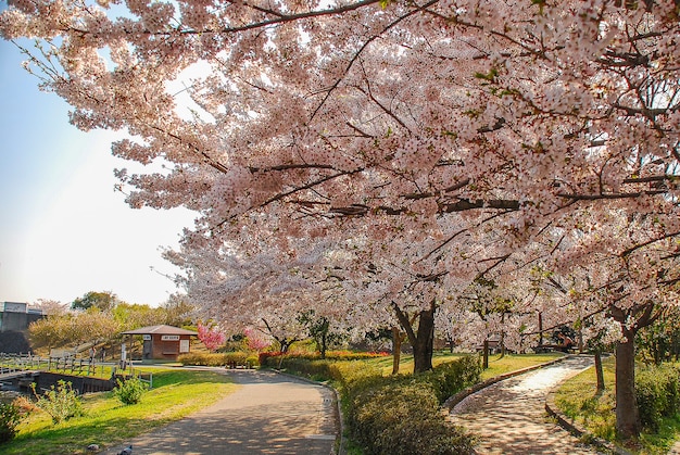 Beautiful cherry blossom in a park in a city in Japan.