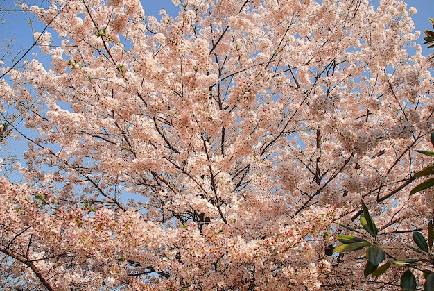 Beautiful cherry blossom in a park in a city in Japan.