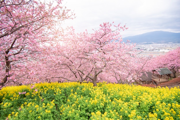 公園の美しい桜