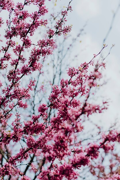 Красивый цвет сакуры в парке