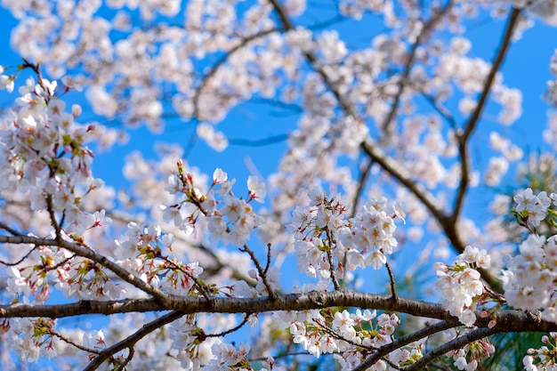 봄 시즌에 아름다운 벚꽃 또는 핑크 사쿠라 꽃 나무