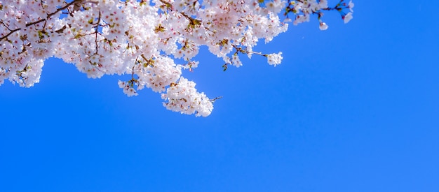 Beautiful Cherry Blossom or pink Sakura flower tree in Spring Season 