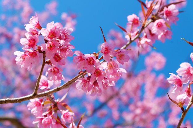 Beautiful cherry blossom, pink sakura flowers with blue sky in spring