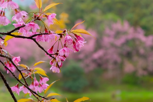 Beautiful cherry blossom or sakura flower background