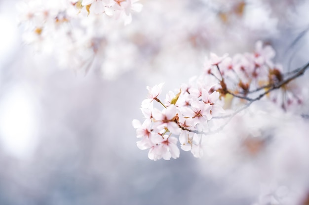 写真 春の美しい桜桜