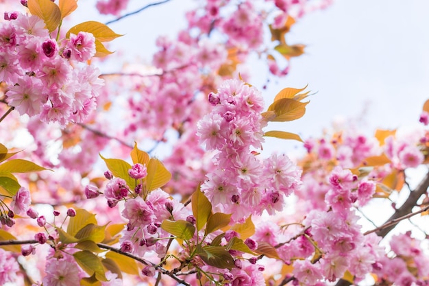 Beautiful cherry blossom sakura in spring time on nature background Botanical garden concept Tender bloom Aroma and fragrance Spring season Tenderness Branch of sakura Perfumery concept