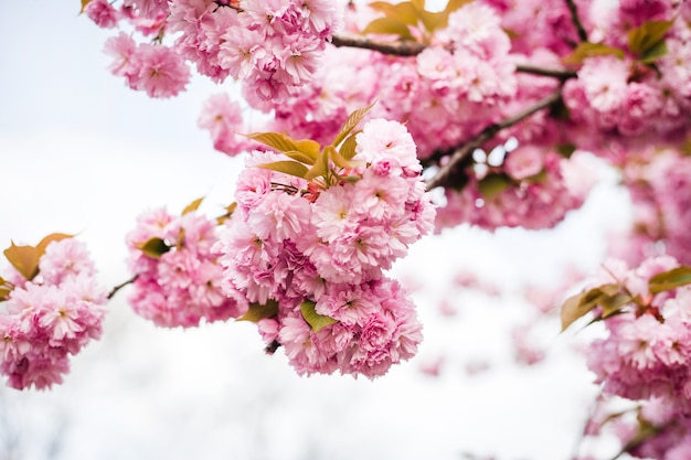 Beautiful cherry blossom sakura in spring time on nature background