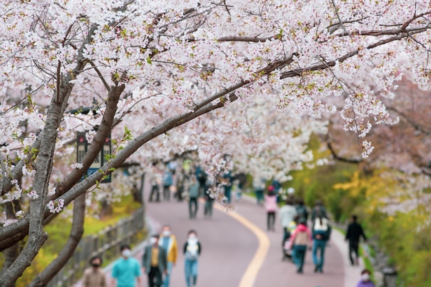 Красивая сакура вишневого цвета весной