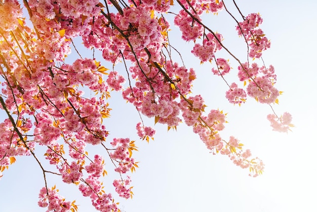 Beautiful cherry blossom in spring time