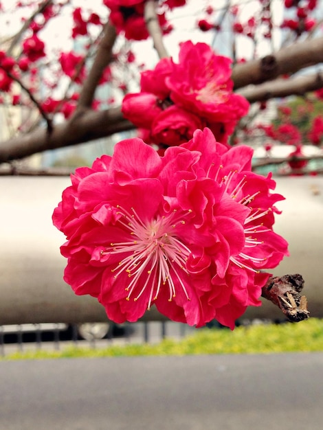 Beautiful cherry blossom in spring