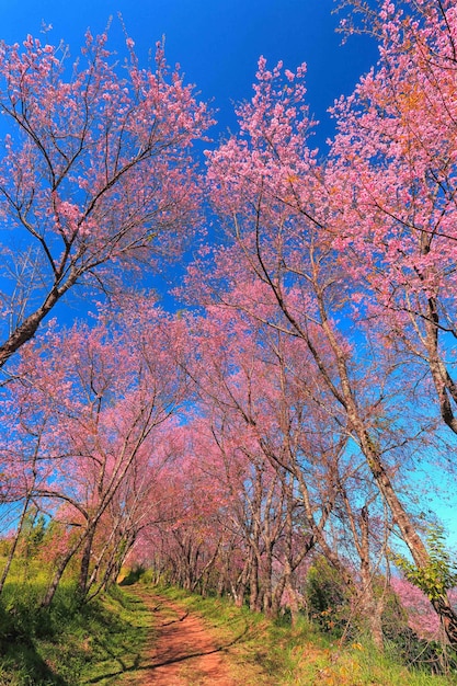 Beautiful cherry blossom tree garden at Doi Inthanon , Chiang Mai, Thailand