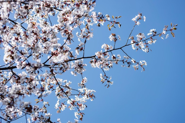 Bellissimo albero di fiori di ciliegio