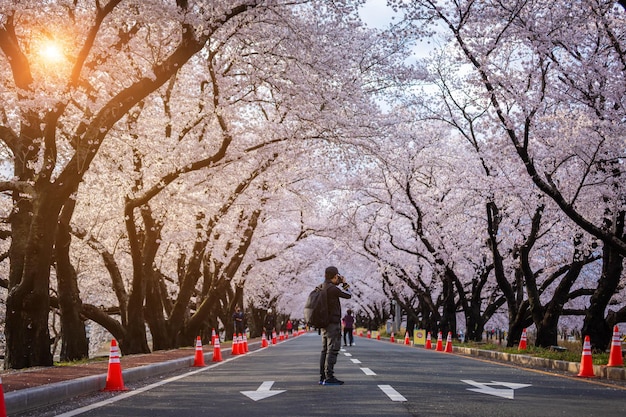 Foto bellissimo tunnel di fiori di ciliegio al festival del ciliegio a gyeongju, in corea del sud