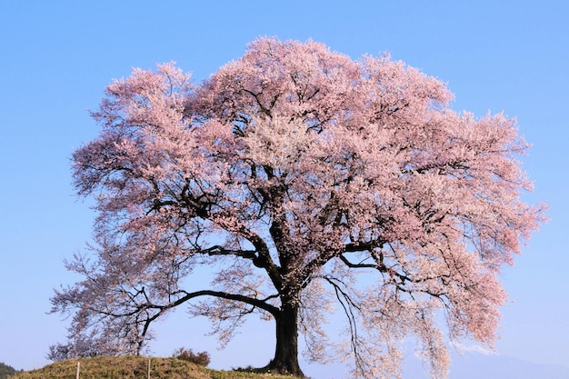 Photo beautiful cherry blossoms illuminated by sunlight