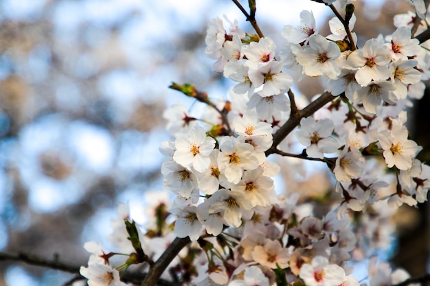 Beautiful cherry blossoms. sakura flowers in japan. Travel spring time.