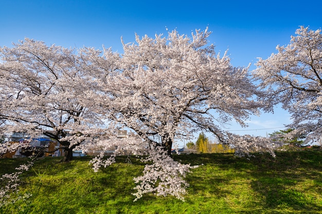 美しい桜。日本の桜の花。春の時間を旅行します。