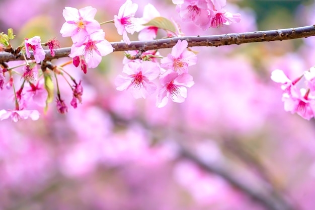 Beautiful cherry blossoms sakura tree bloom in spring over the garden, copy space, close up.