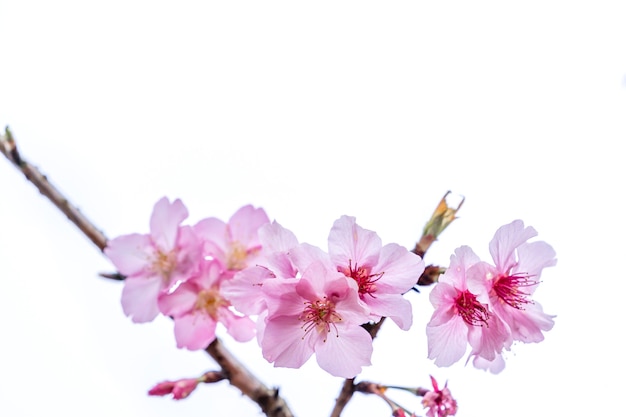 Photo beautiful cherry blossoms sakura tree bloom in spring isolated on white background, copy space, close up.