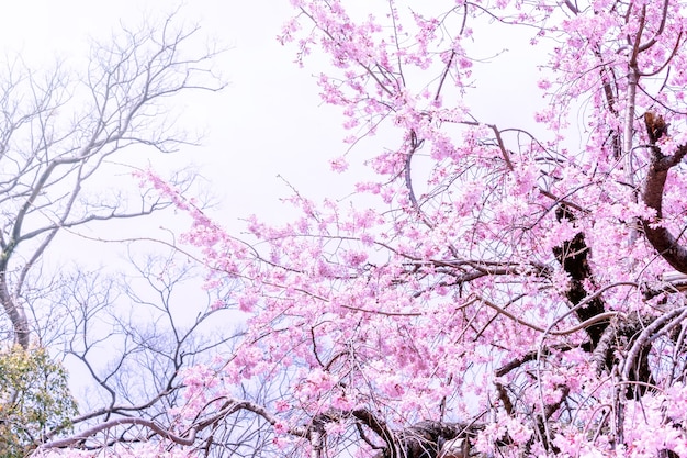 Beautiful cherry blossoms sakura tree bloom in spring