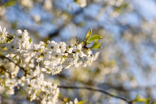 Beautiful cherry blossoms in spring