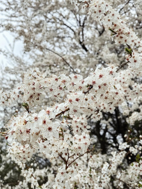 日当たりの良い草原の美しい桜をクローズ アップこんにちは春