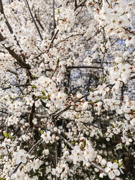 日当たりの良い果樹園の美しい桜 こんにちは春