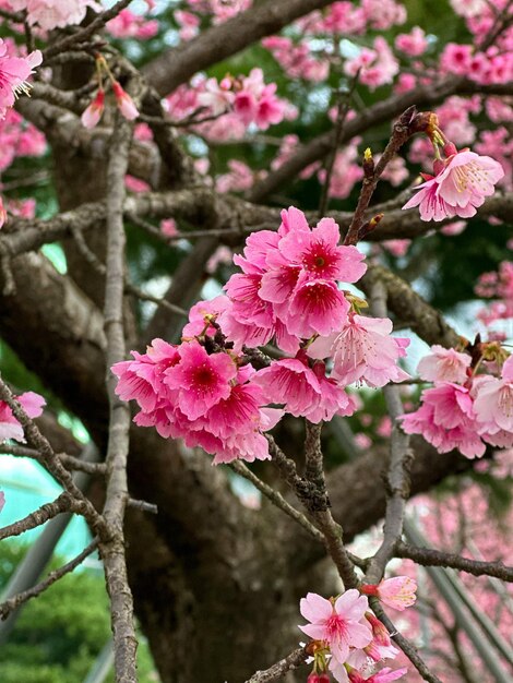 Beautiful cherry blossoms in winter Blurred background