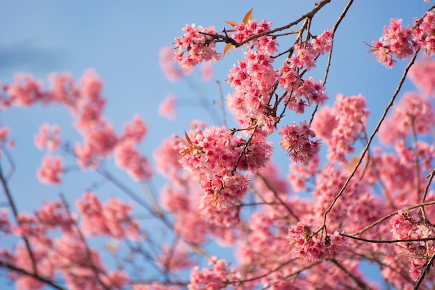 Красивые цветы вишни