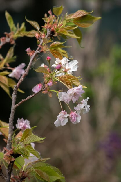 Beautiful cherry blossoms