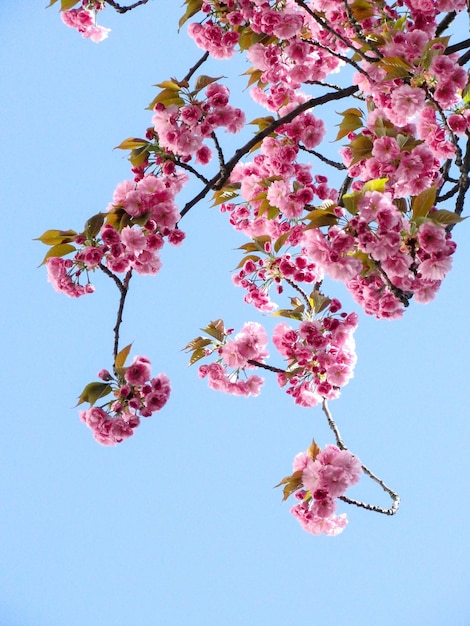 beautiful cherry blossoms