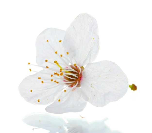 Beautiful cherry flower isolated on white