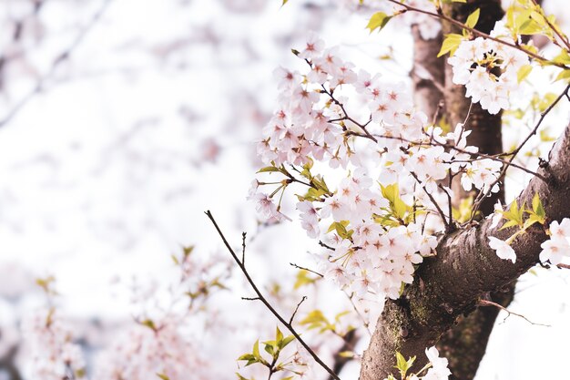 Beautiful cherry flowers on a branch