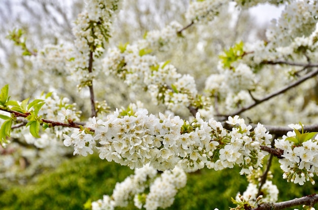 Beautiful cherry flowers branches.