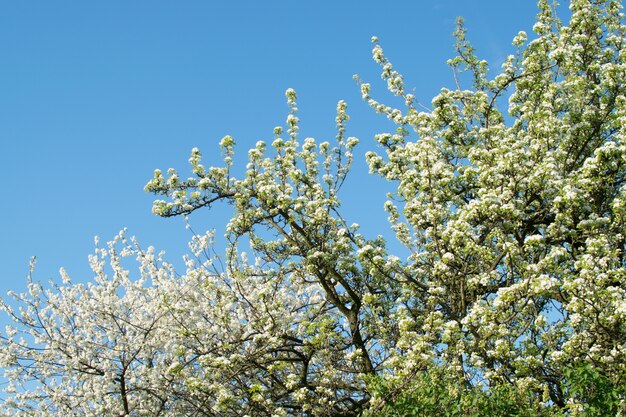 사진 봄 정원에서 아름 다운 벚꽃 꽃