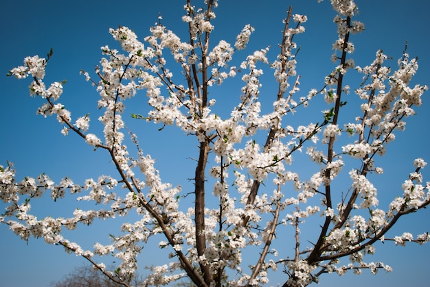 Photo beautiful cherry flowers. sakura