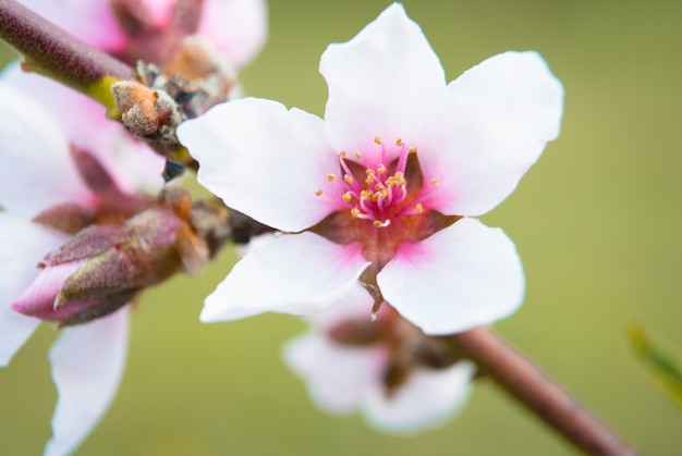 美しい桜の花。さくら