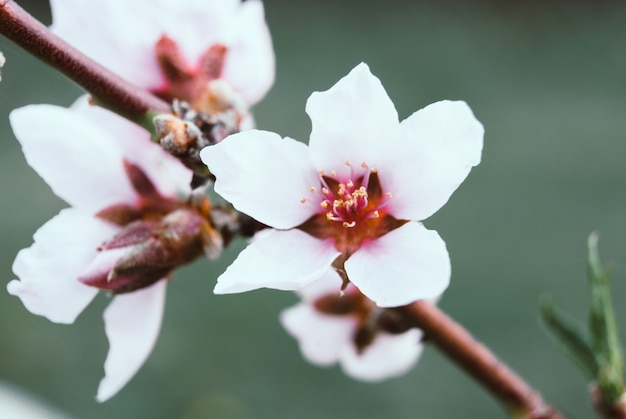 美しい桜の花。さくら