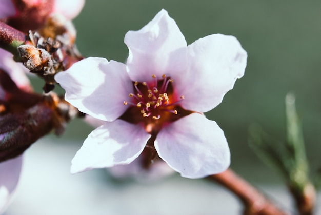 写真 美しい桜の花。さくら