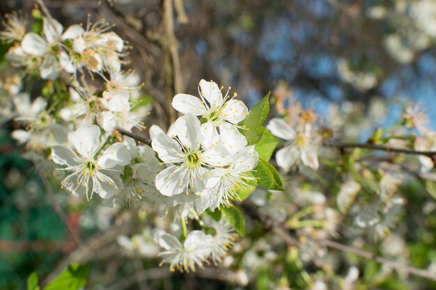 Beautiful Cherry Flowers in Spring Garden