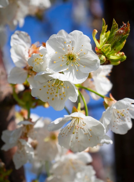 Beautiful cherry tree cerasus flowers at sunset