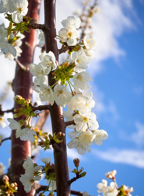 Beautiful cherry tree cerasus flowers at sunset