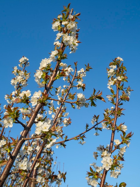 Beautiful cherry tree (cerasus) flowers