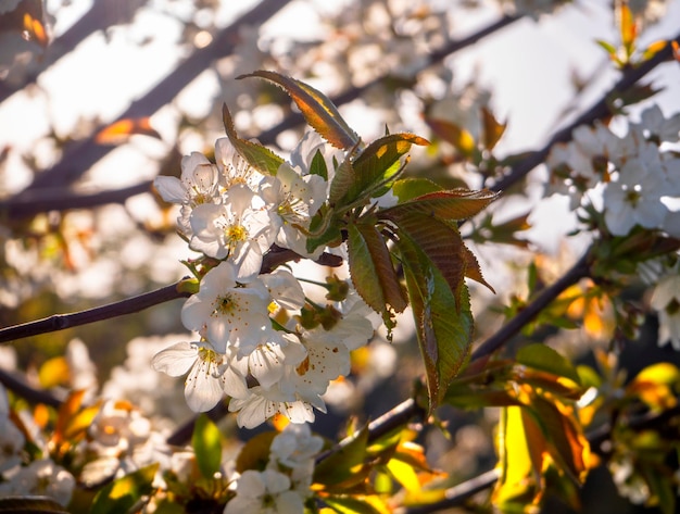 Beautiful cherry tree (cerasus) flowers