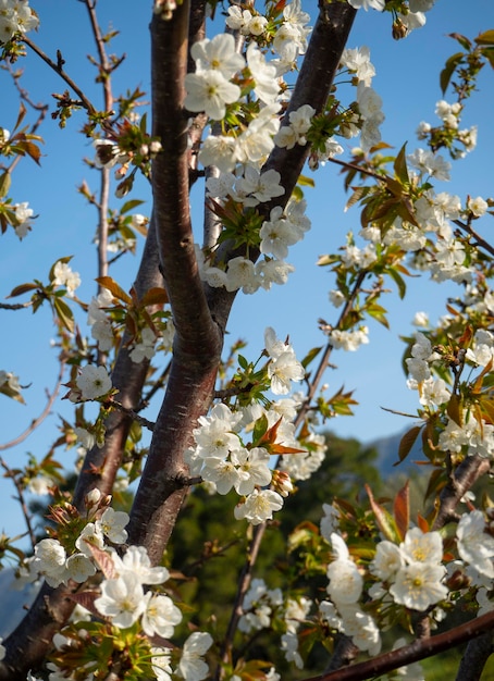 Foto bellissimi fiori di ciliegio (cerasus).